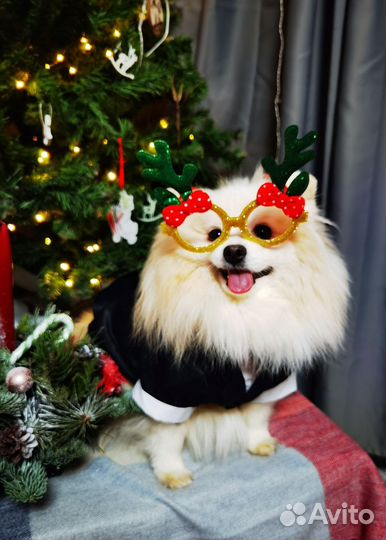 Кинолог с передержкой