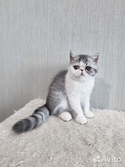 Кошечка-экзот шоу-класса