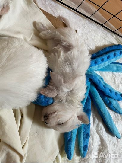 Мальтезе щенки