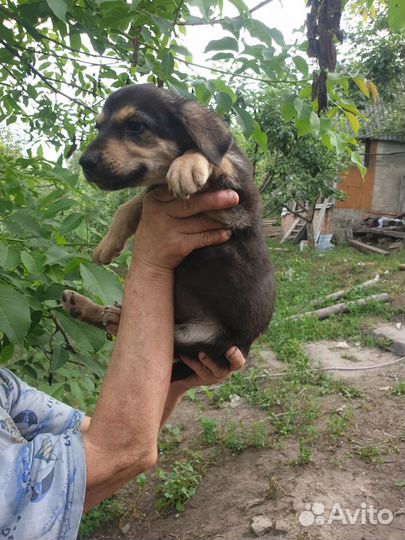 Собака в добрые руки щенок