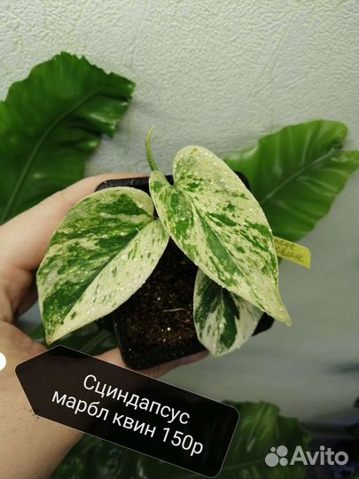 Сциндапсусы разные