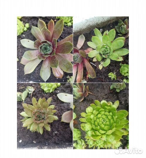 Спиреи, Многолетники