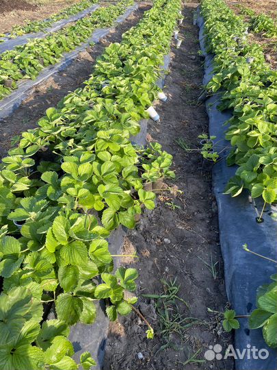 Рассада клубники. Саженцы клубники. Клубника