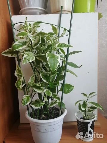 Комнатные растения