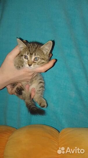 Кошка в дар бесплатно