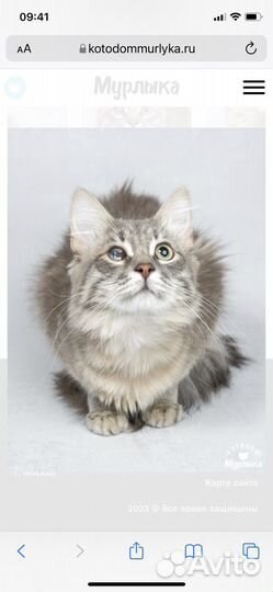 Помогите привезти