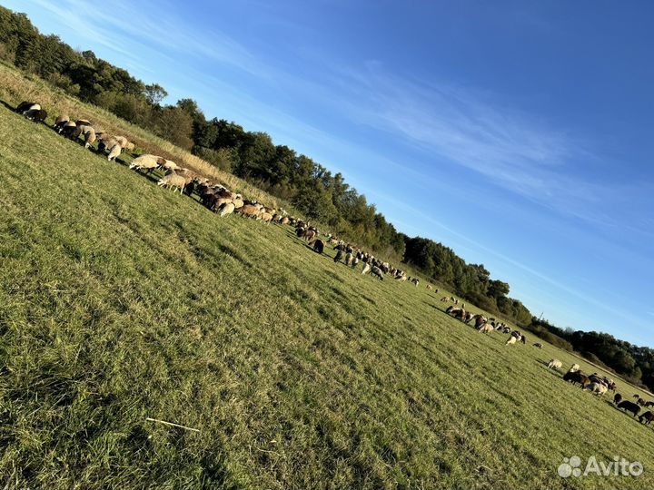 Бараны овцы