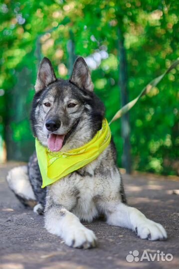 Гром метис лайки, спасите его из клетки