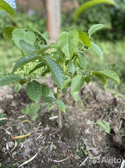 Грецкий орех ростовский саженец первогодок
