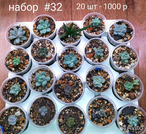Суккуленты набор