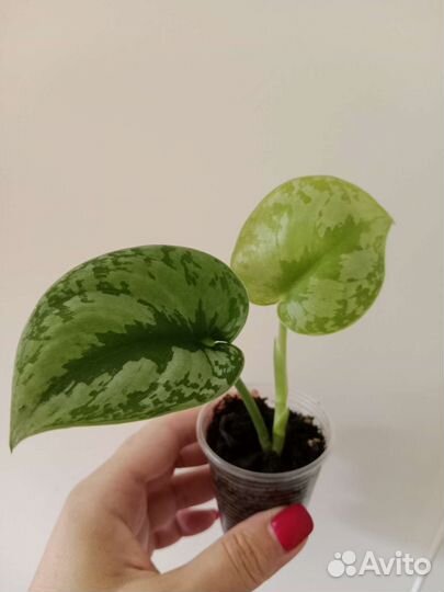 Сциндапсусы, Эпипремнумы