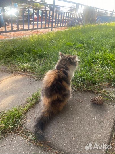 Малышка трехцветная Ася ищет семью