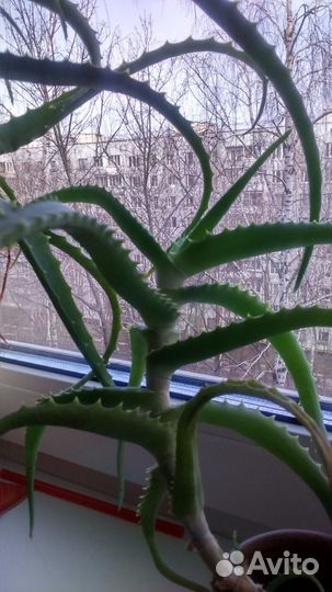 Столетник Алоэ 2, 4 года, 6 и есть 10 лет