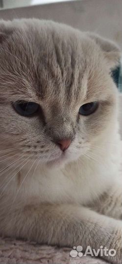 Кот на вязку