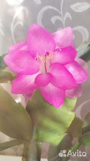 Декабрист сортовой