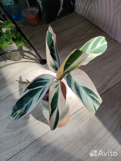 Калатея страманта