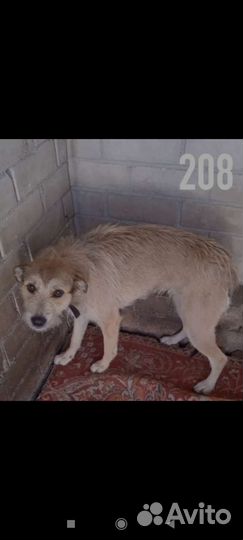 Спасите собак из Гомеля