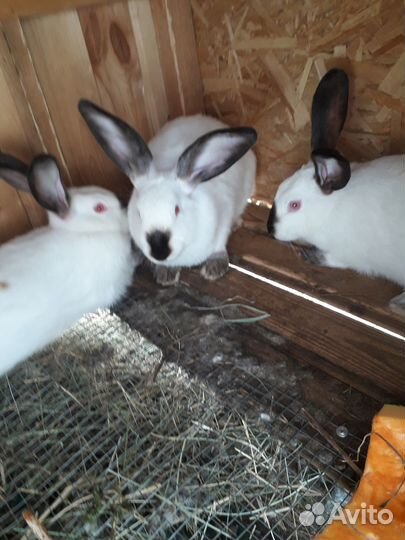 Продаю кроликов