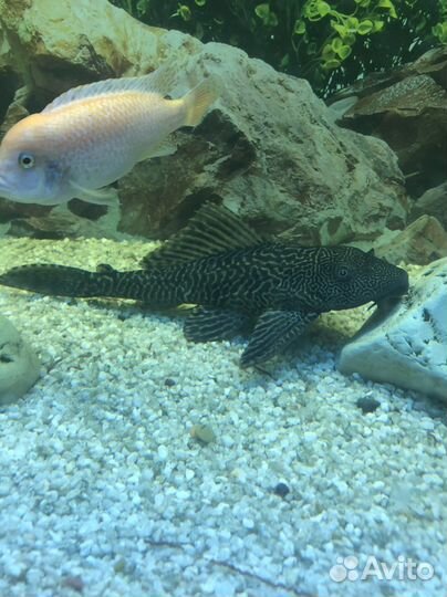 Продается сом