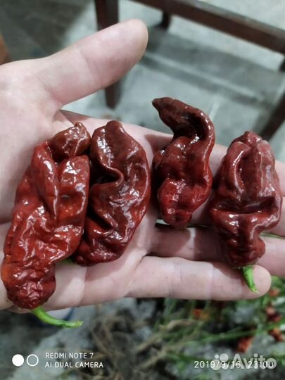 Семена острого перца