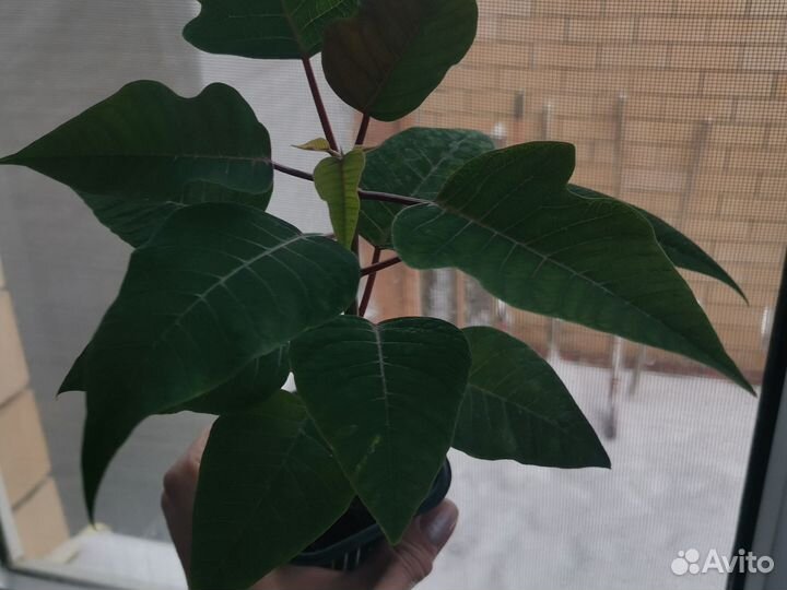 Пуансеттия