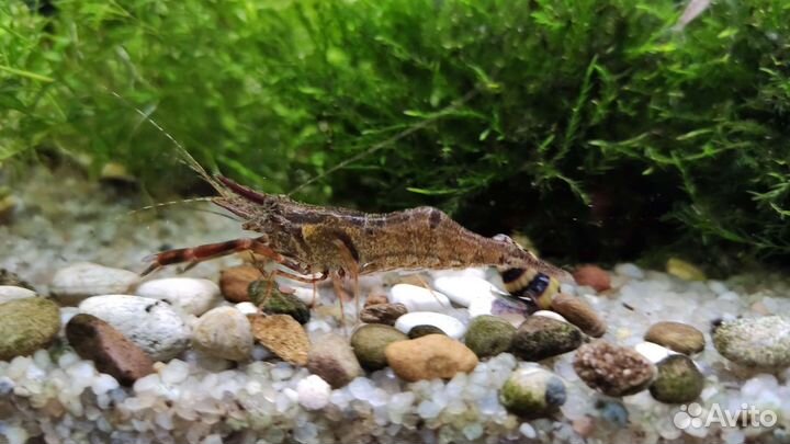 Улитки хелена,Креветки вишня, Кольцерукие