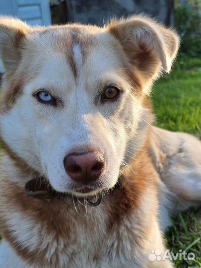 Метис маламута хаски