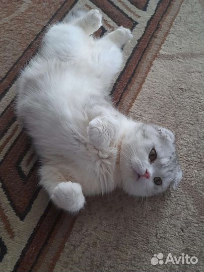 Продам котят шотландской породы