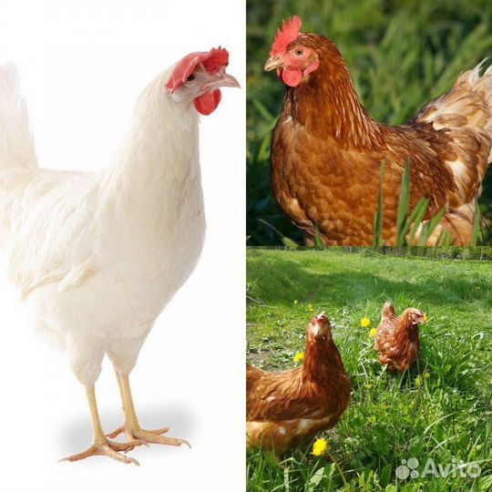 Куры несушки