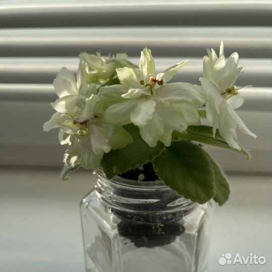 Сортовые фиалки