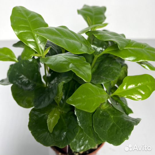 Кофе Арабика Растение