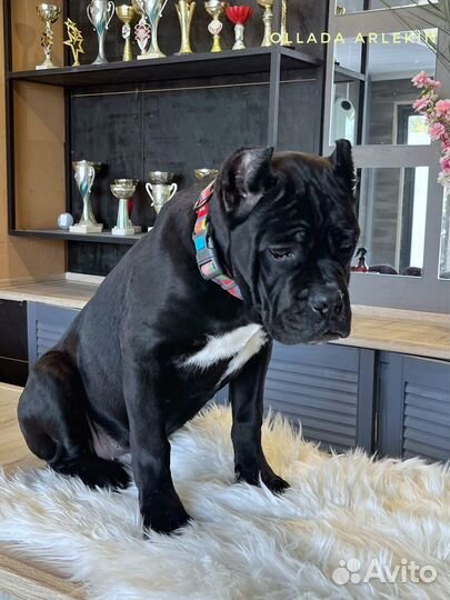 Кане корсо черный мальчик