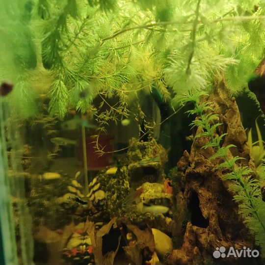 Аквариумные рыбы