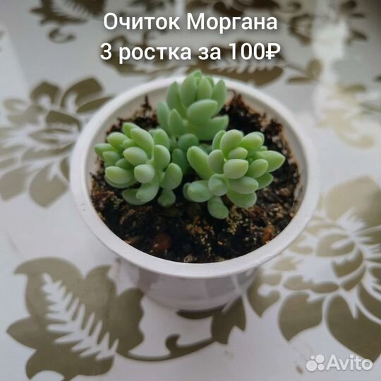 Кактусы и суккуленты