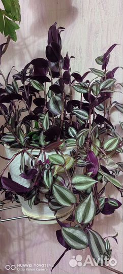 Традесканция зебрина