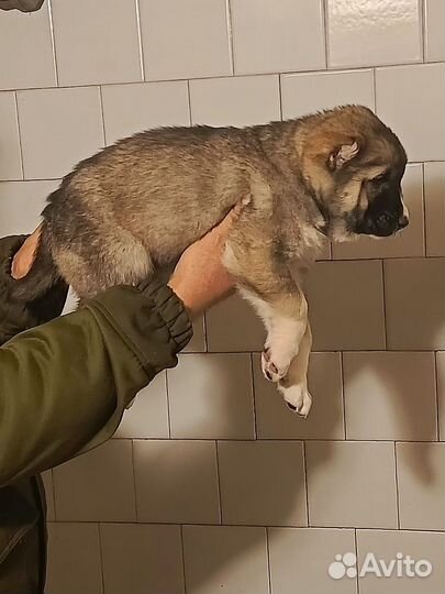Щенки алабая полтора месяца