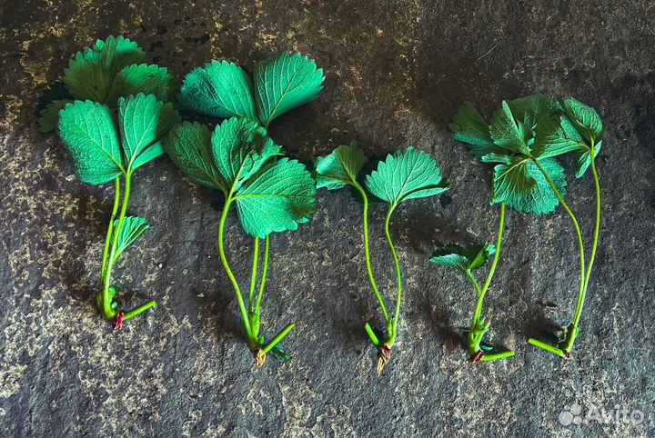 Рассада клубники