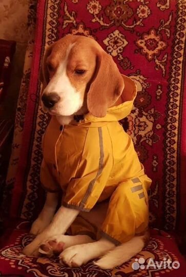 Ищет девочку