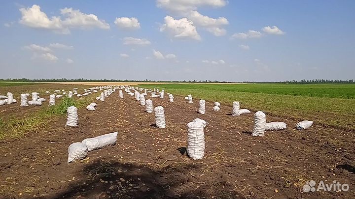 Картофель Оптом Краснодар 29.07.2023