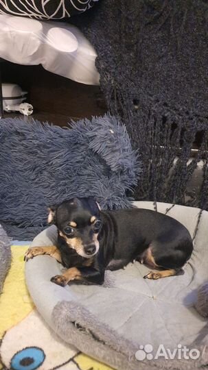 Продам той терьера девочку