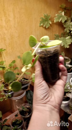 Суккуленты малявочки