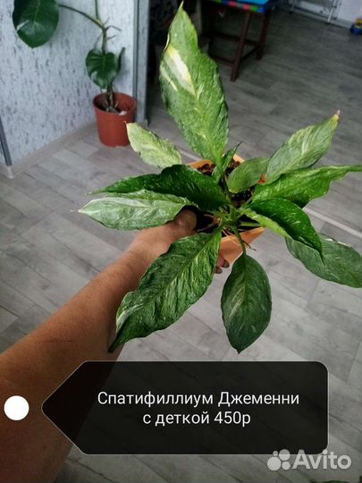 Комнатные растения