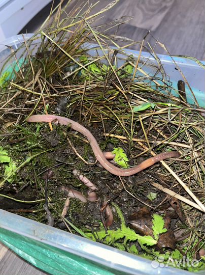 Черви выползки