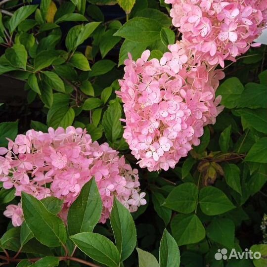 Гортензии, аканит, астильба