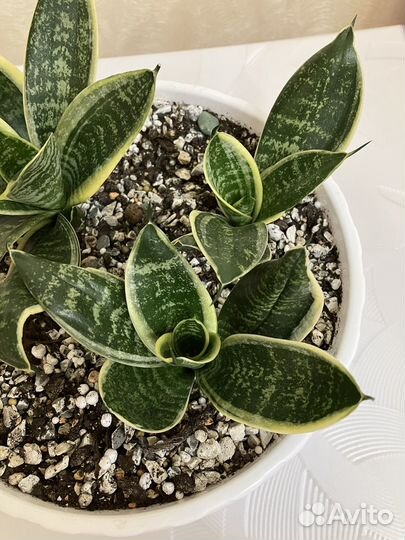 Сансевиерия ханни Маргината