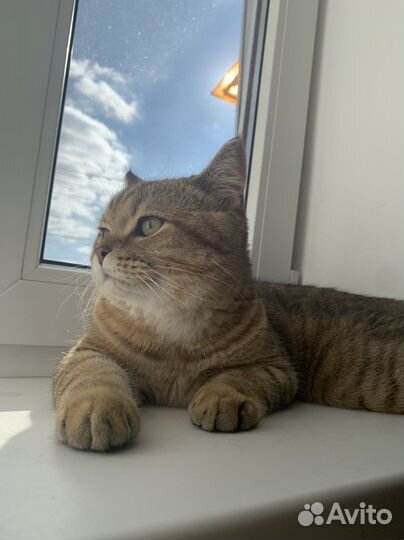 Шотландский кот вязка