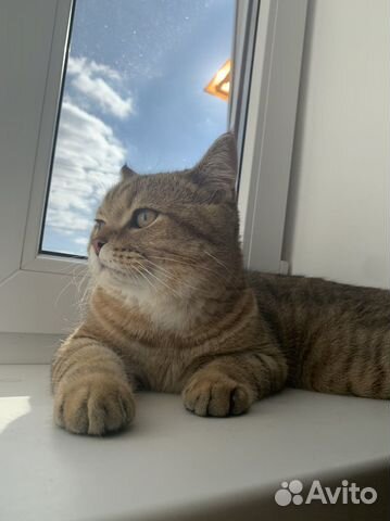 Шотландский кот вязка