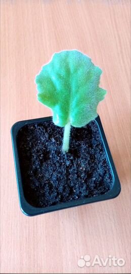 Глоксиния, фиалки