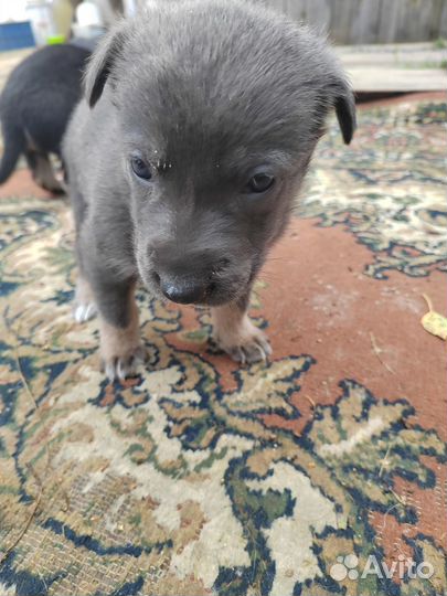 Отдам щенков в добрые руки бесплатно