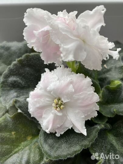 Фиалка сортовая